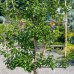 Slivka (Prunus Domestica) ´STANLEY´- výška 200 cm, obvod kmeňa 16/18 cm, kont. C70L - TVAROVANÁ STENA